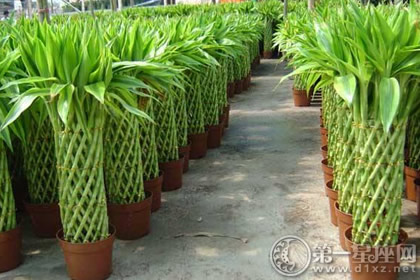 裝修好的房子里面放點(diǎn)什么可以凈化？